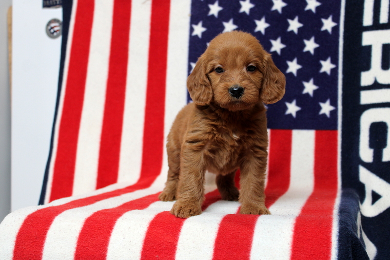 puppy, for, sale, Mini Goldendoodle F1, Matthew B. Stoltzfus, dog, breeder, Gap, PA, dog-breeder, puppy-for-sale, forsale, nearby, find, puppyfind, locator, puppylocator, aca